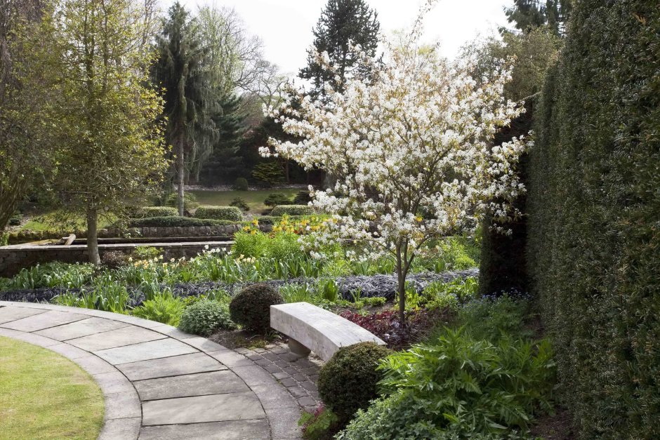 Магнолия Рики ландшафте