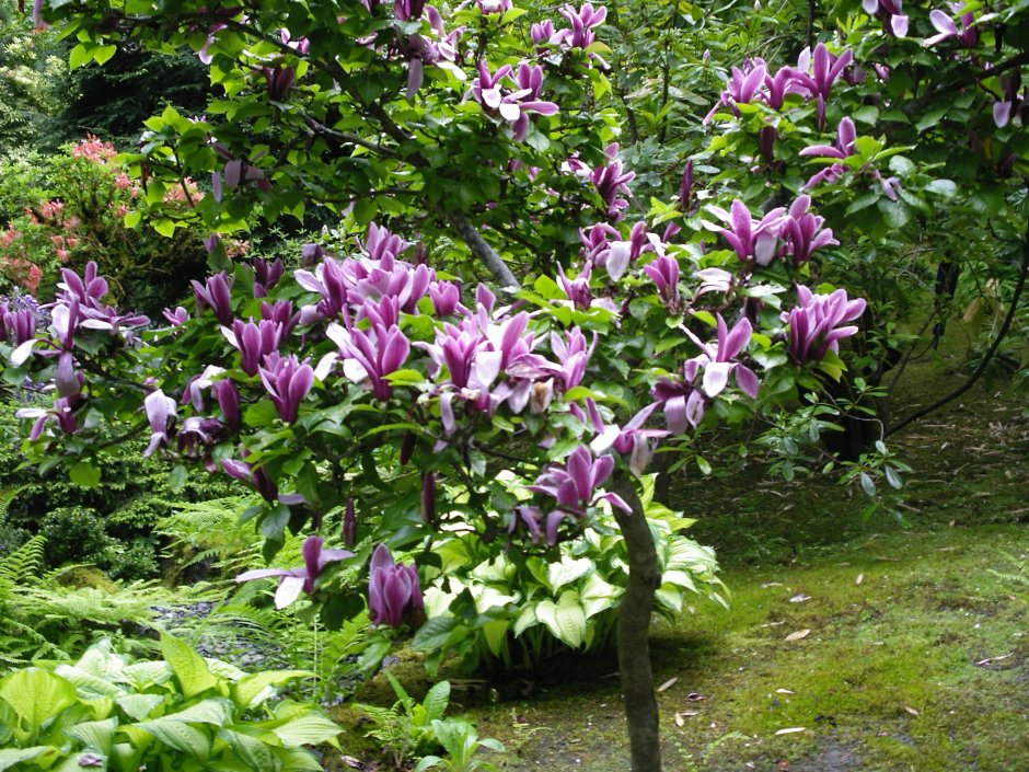 Магнолия в Канаде