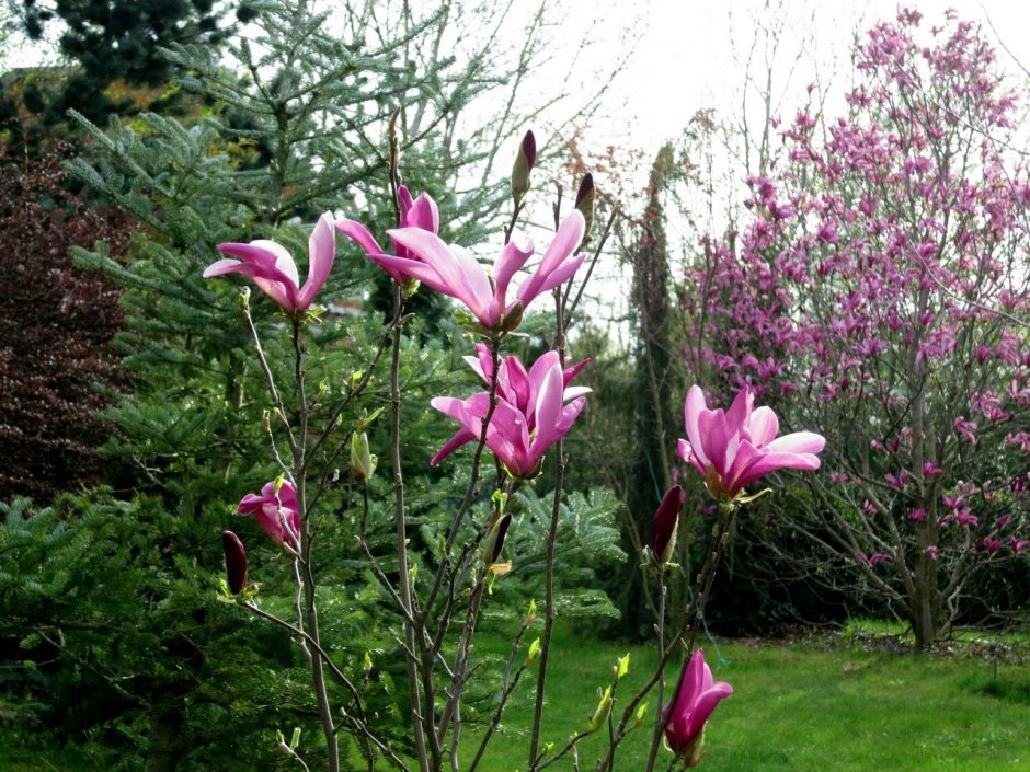 Магнолия Суланжа с хвойниками