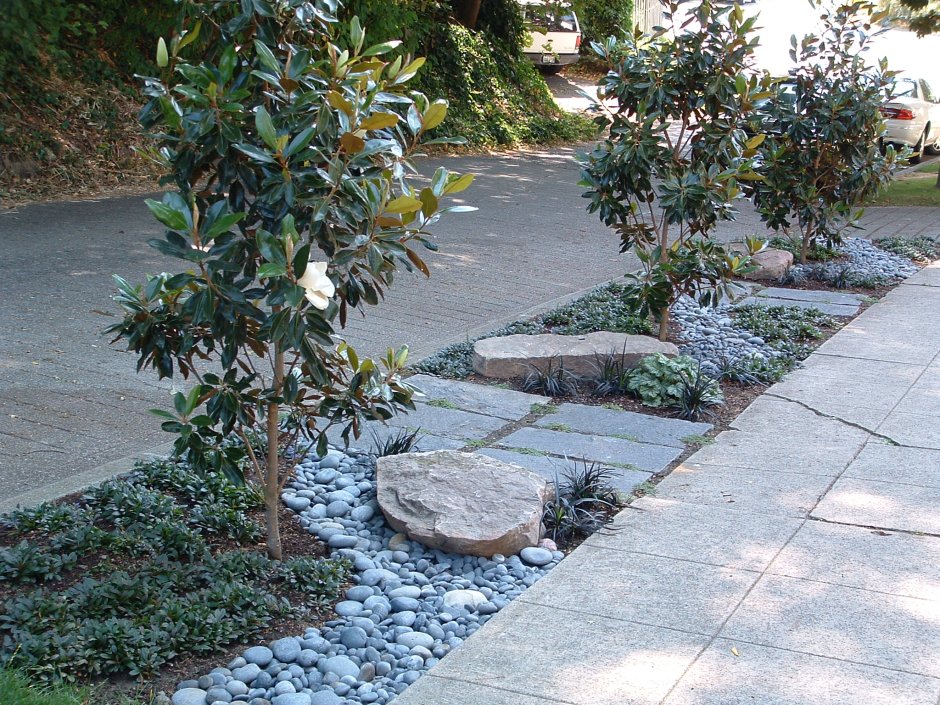 Магнолия вечнозеленая в ландшафте