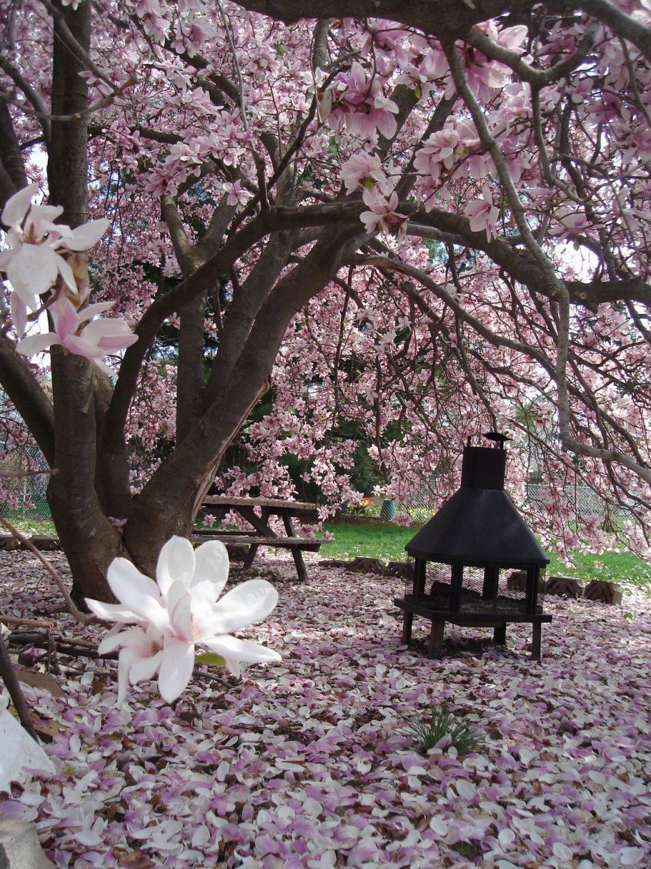 Магнолия цветёт в саду