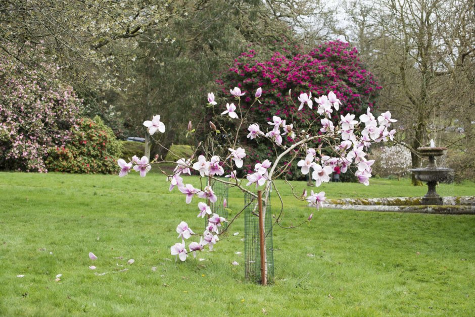 Магнолия на штамбе