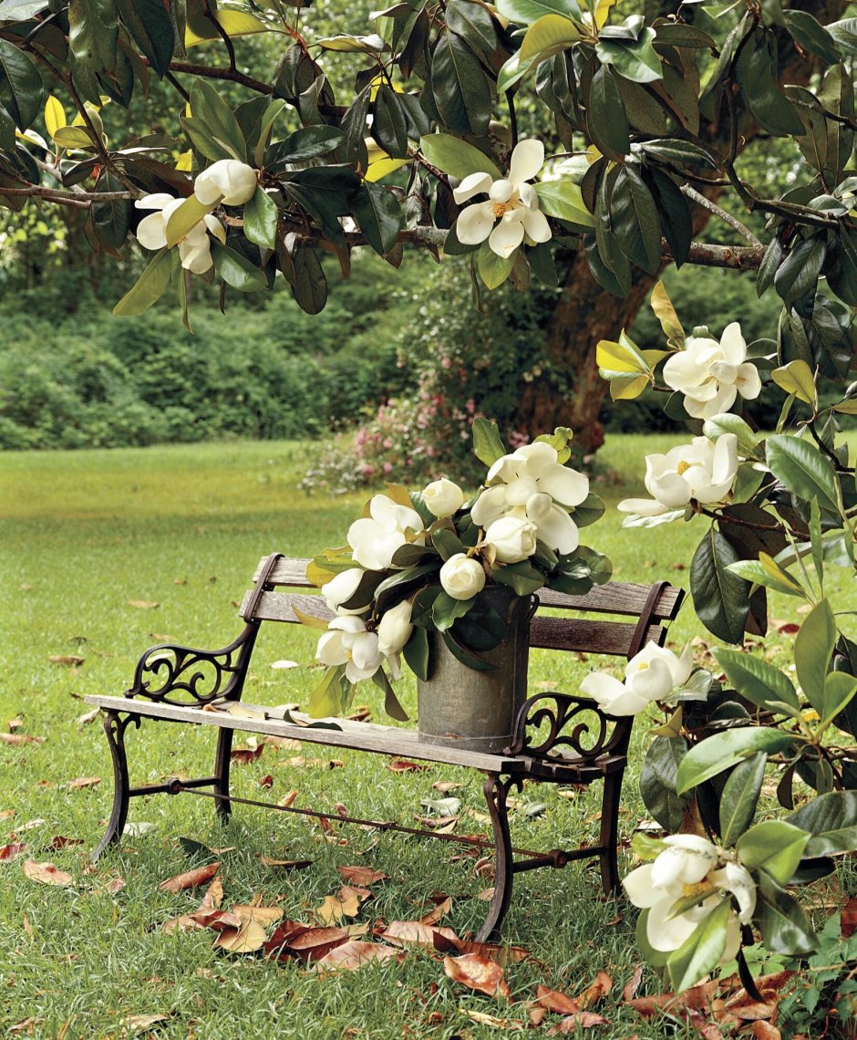 Магнолия в саду фото