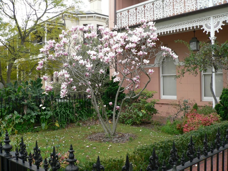 Магнолия Листопадная в Подмосковье