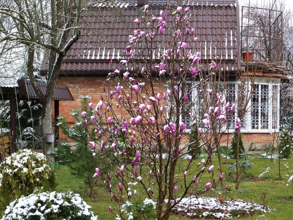 Магнолия Суланжа Сьюзан в Подмосковье