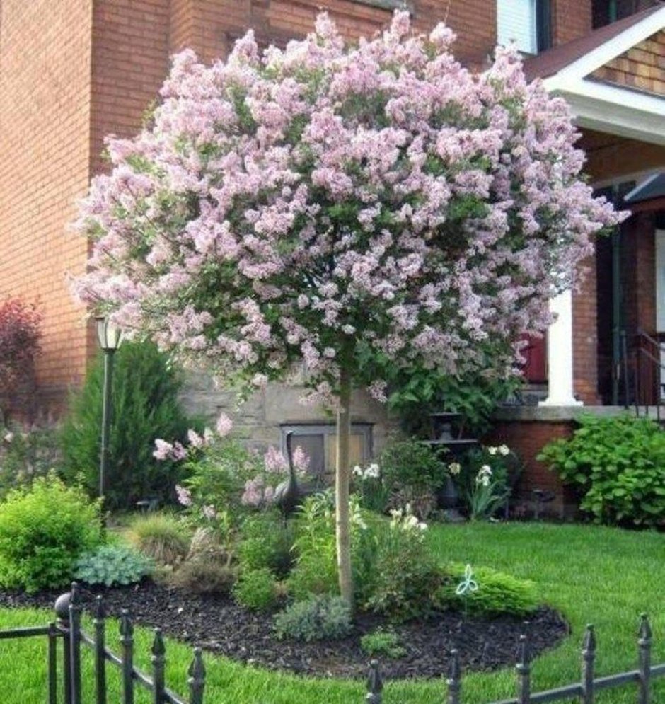 Сирень Мейера Палибин штамбовая