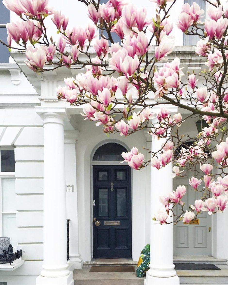 Магнолия цветение в Лондоне