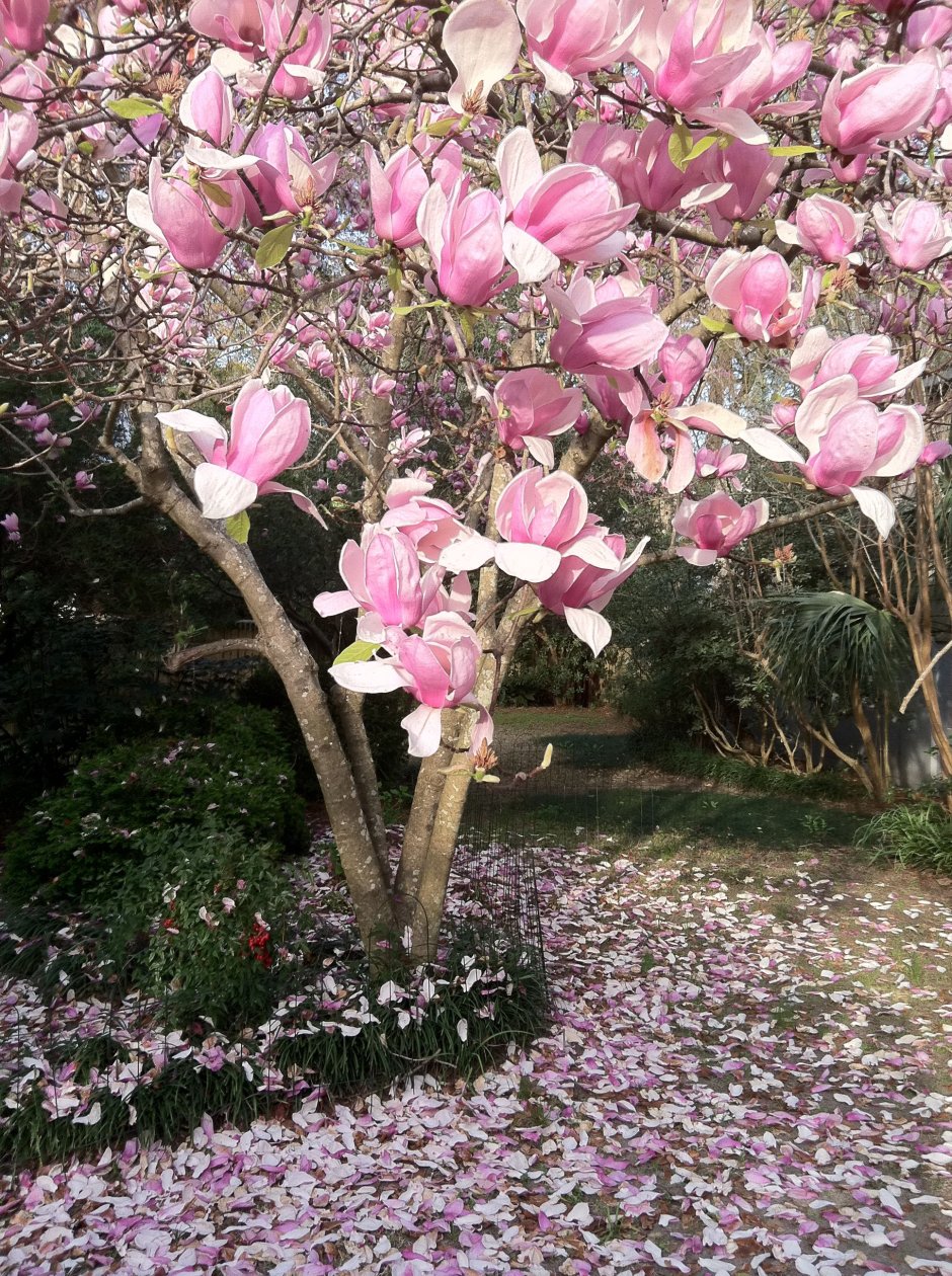 Магнолия Фрагрант