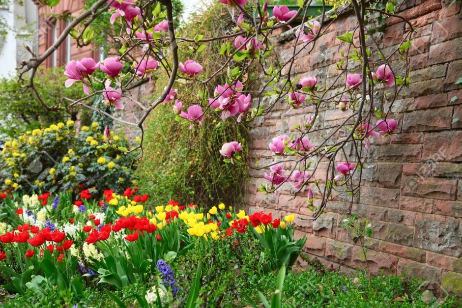 Клумба с магнолией