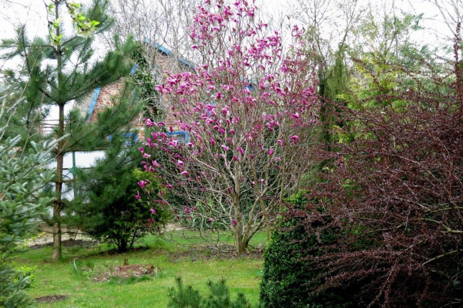 Магнолия Сьюзан в Подмосковье
