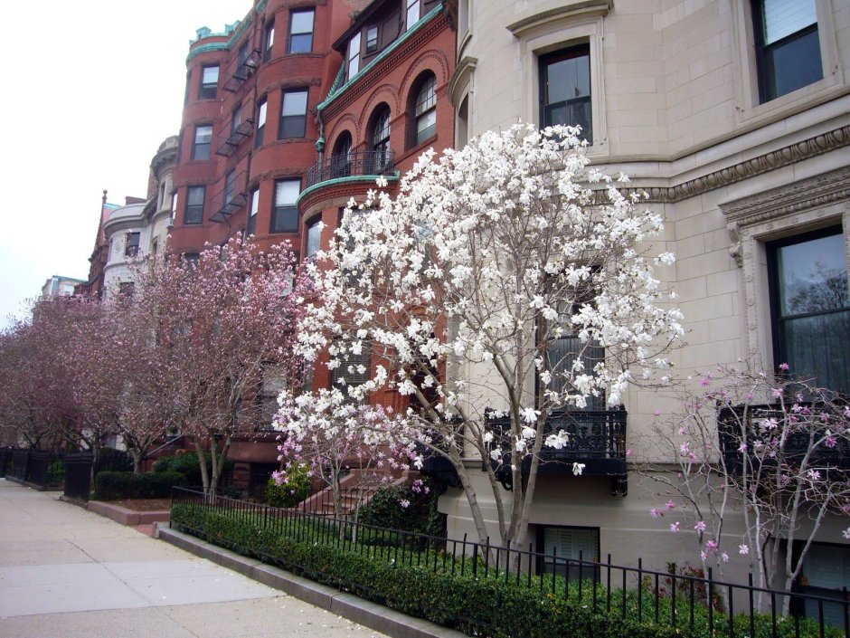 Магнолия дерево Арбат Хамовники