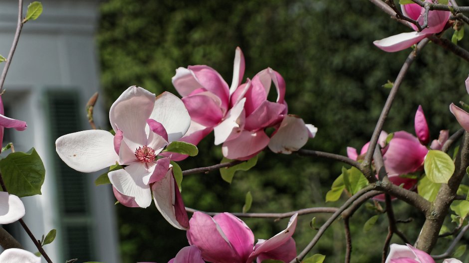 Как растет Магнолия в Подмосковье