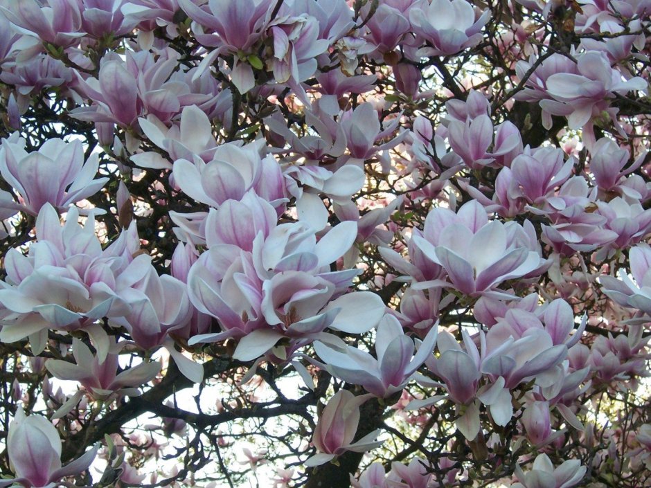 Магнолия Суланжа Рустика Рубра