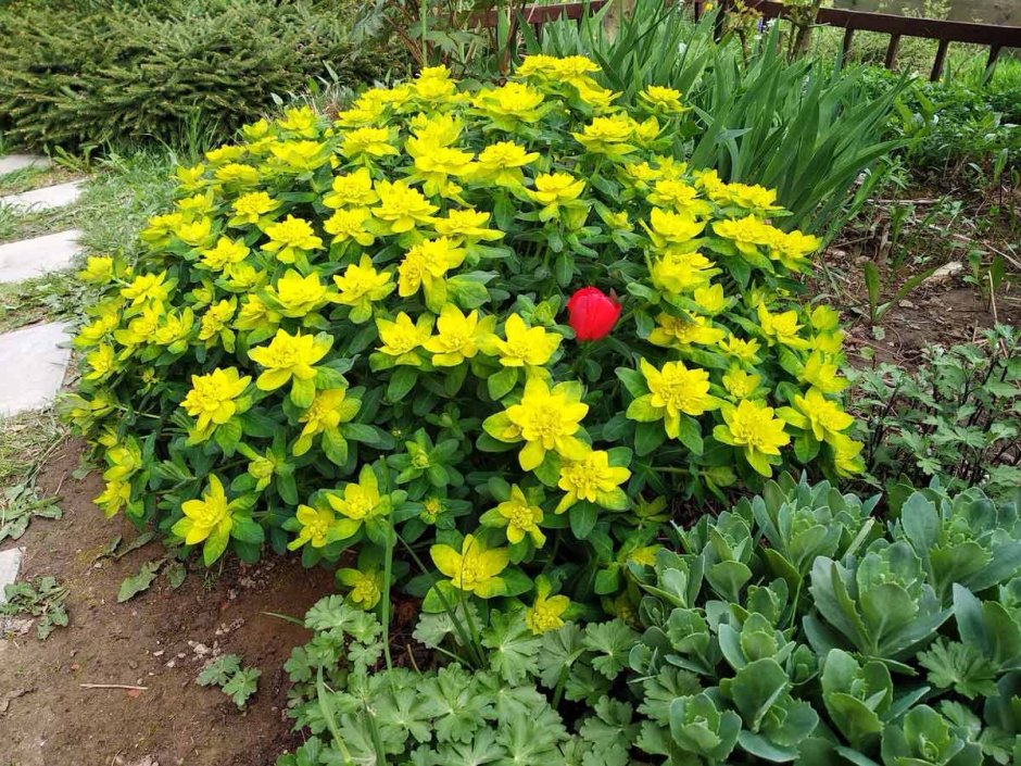 Молочай миндальный purpurea