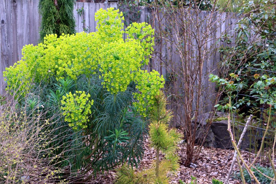 Молочай кипарисовый елочка