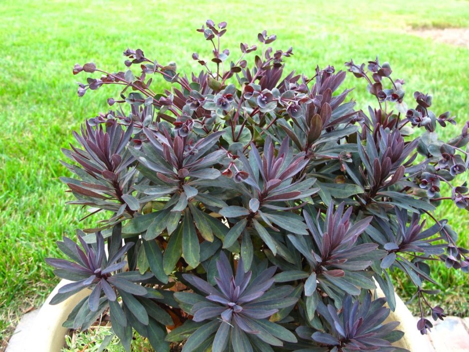 Рокарий с суккулентами