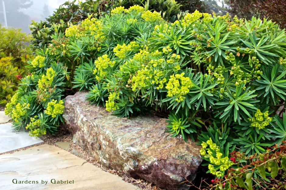 Молочай окаймленный в миксбордере