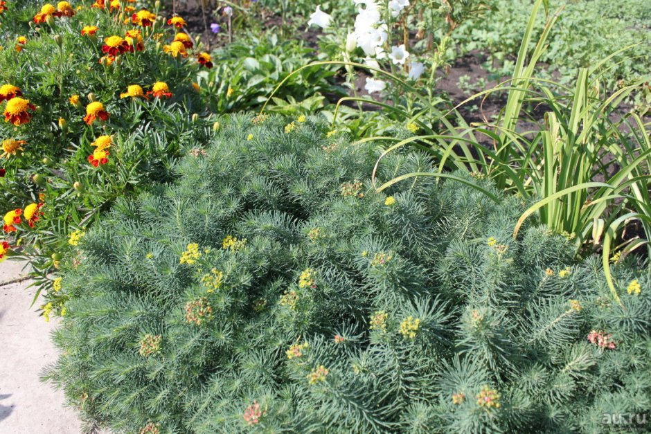 Облепиха в дизайне сада