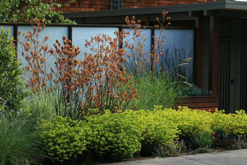 Молочай кипарисовый елочка