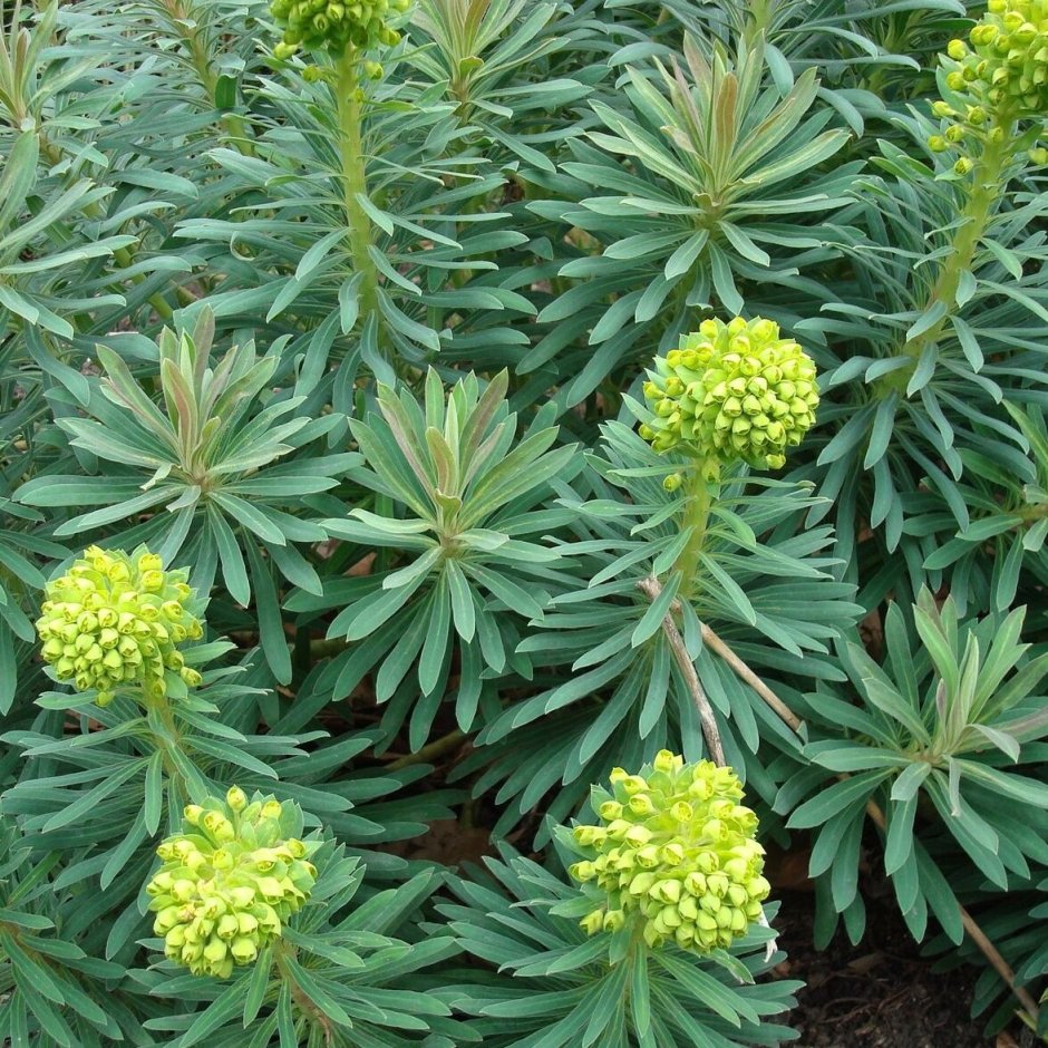 Молочай миндальный Пурпуреа