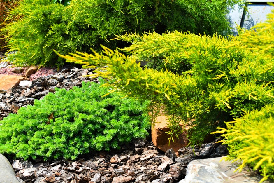 Можжевельник Вариегата в ландшафте