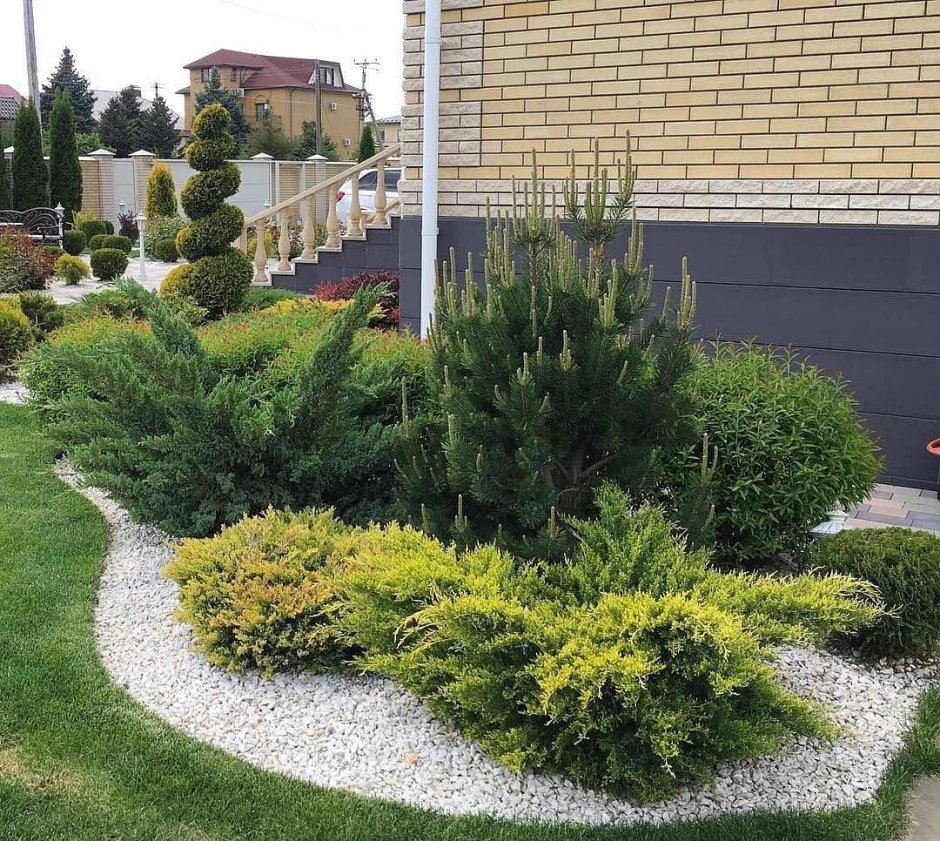 С туей можжевельником и барбарисом