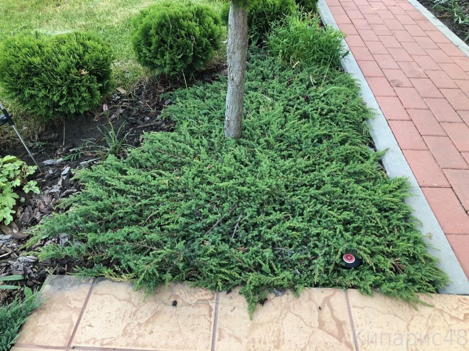 Можжевельник казацкий Грин карпет
