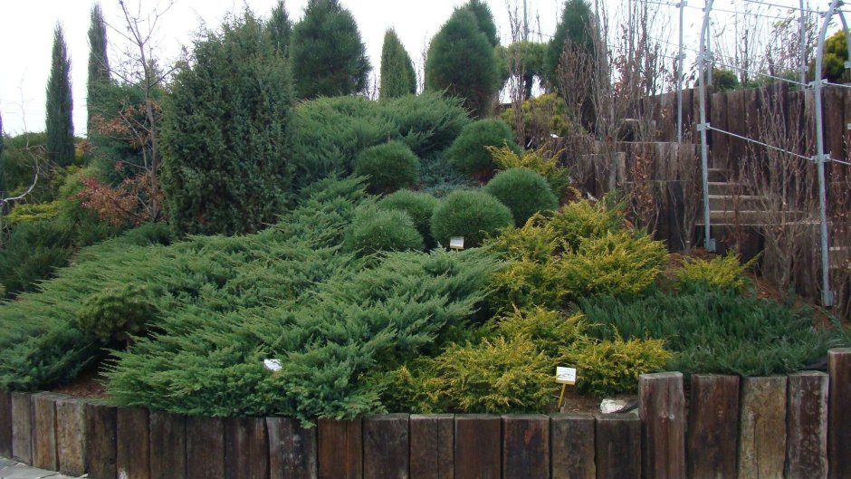 Можжевельник казацкий фитопластика