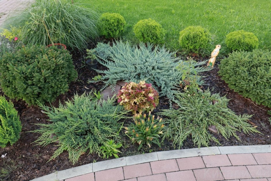 Блю чип можжевельник рокарий