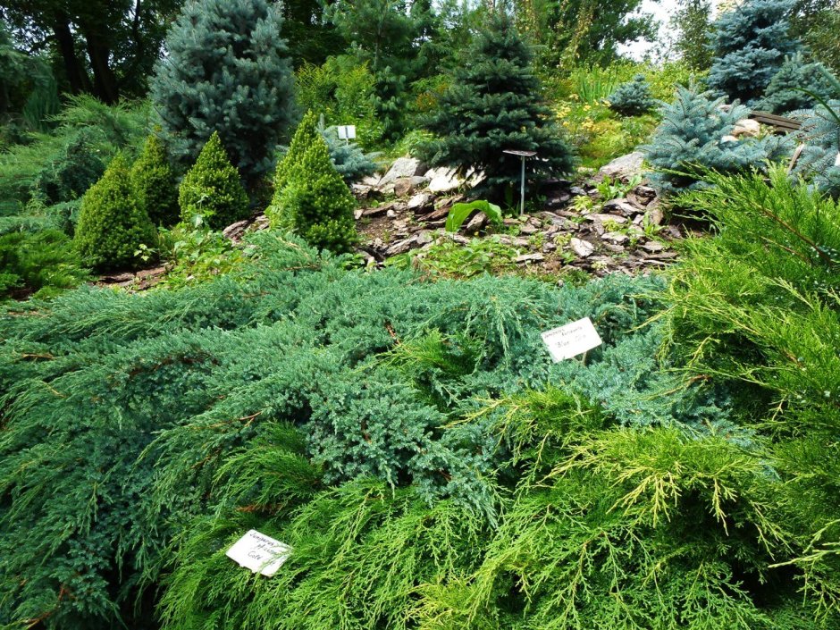 Можжевельник казацкий стелющийся