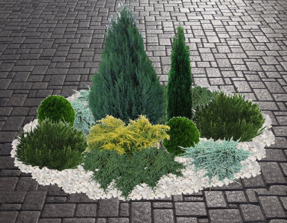 Туя Смарагд,можжевельник казацкий,Горная сосна-клумба