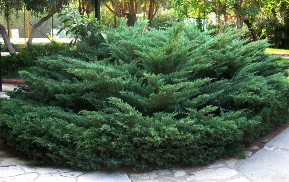 Можжевельник казацкий glauca