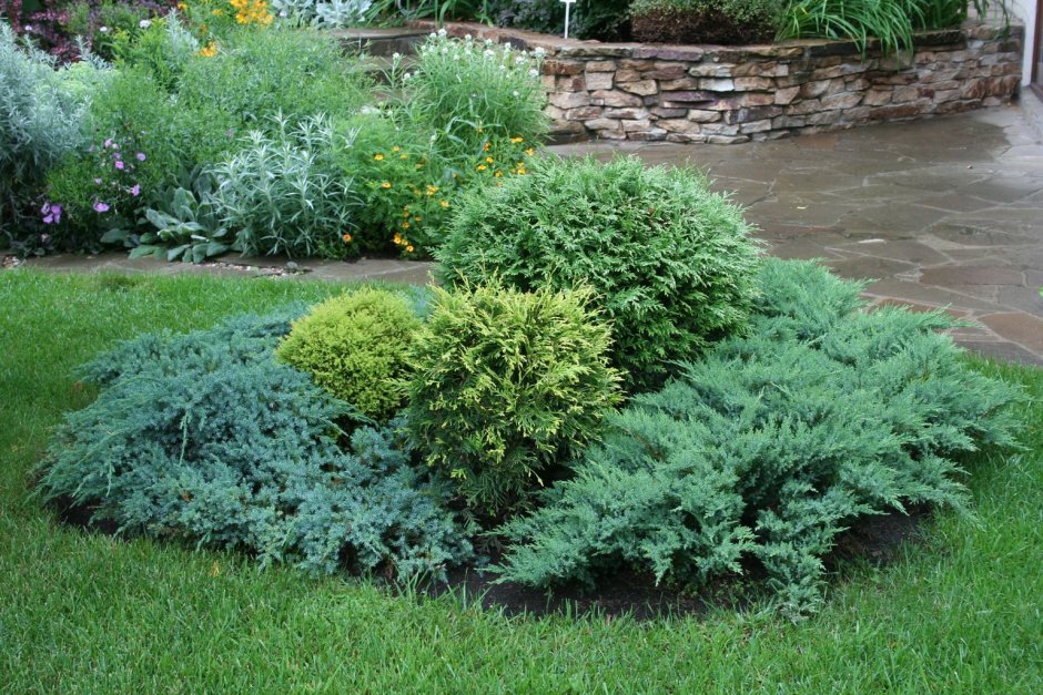 Можжевельник Блю миксбордер