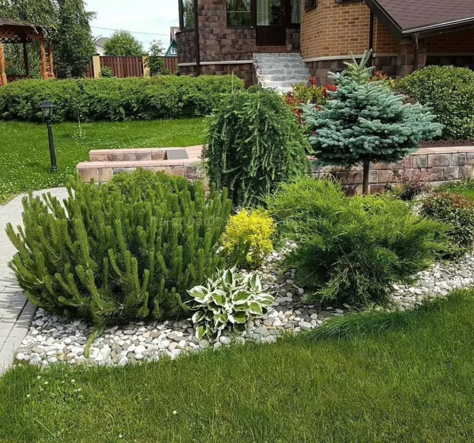 Можжевельник казацкий в миксбордере