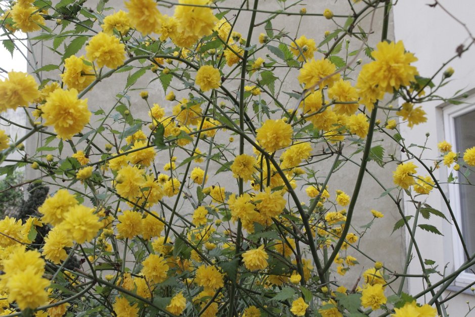 Хофа цветок