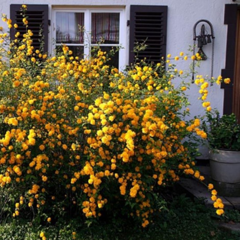 Керрия японская