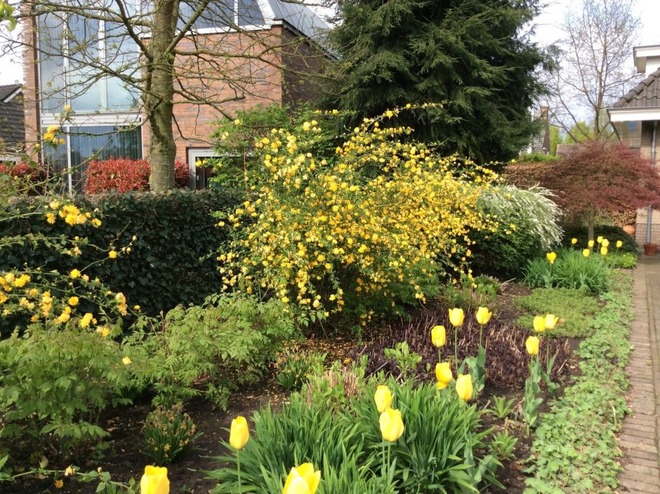 Керрия японская в ландшафте