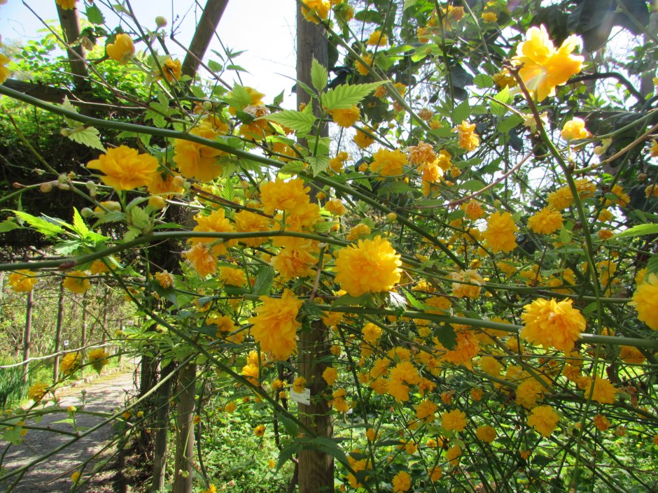 Керрия саженец в горшке 2 л