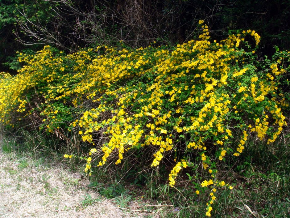 Керрия японская Голден Гуинеа