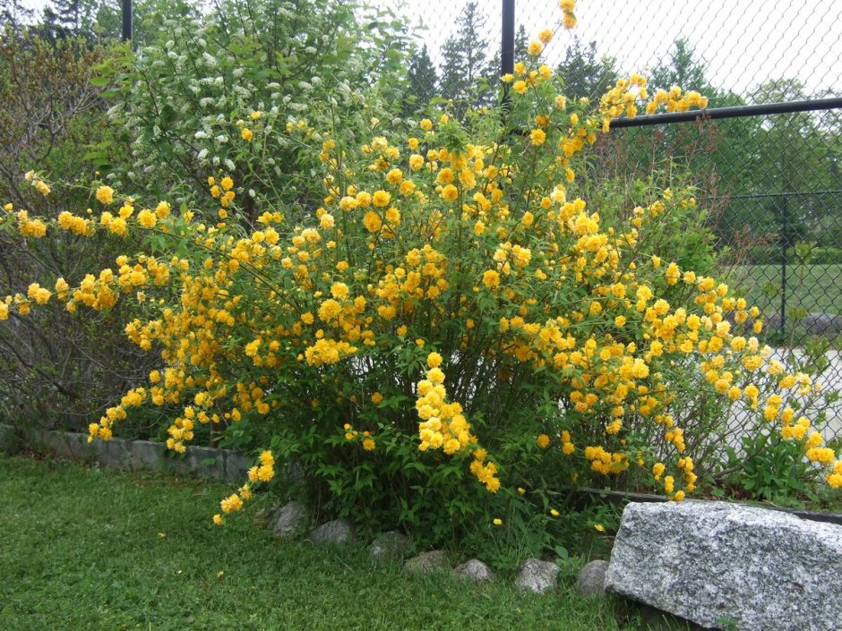 Керрия японская Пленифлора