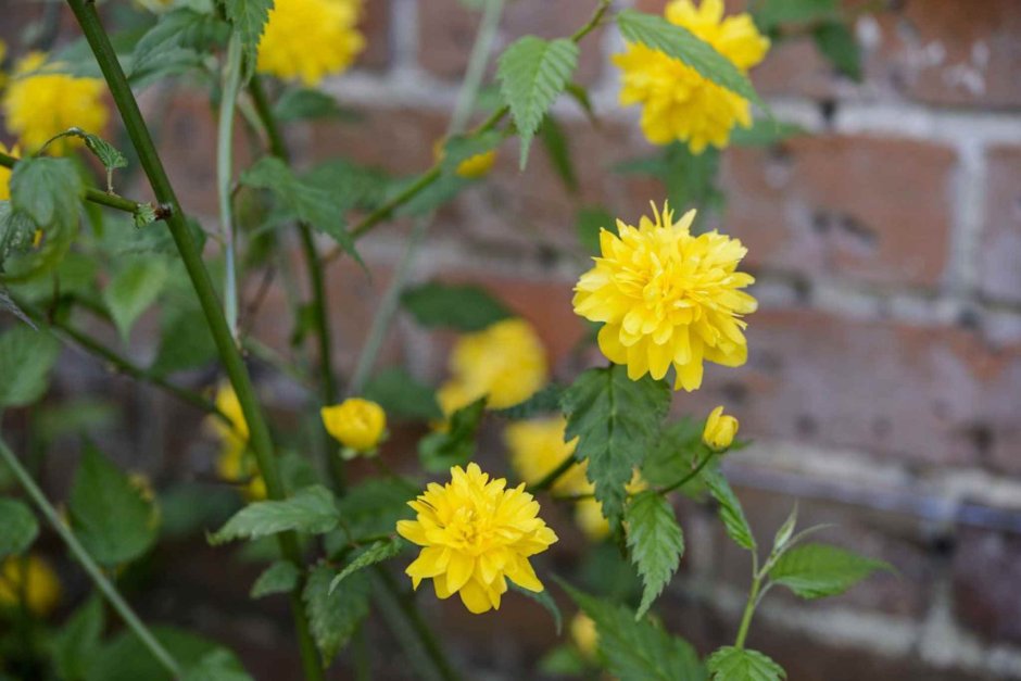 Саженцы керии весной как выглядит