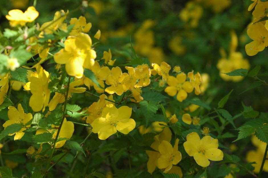 Керрия Голден Гуинеа