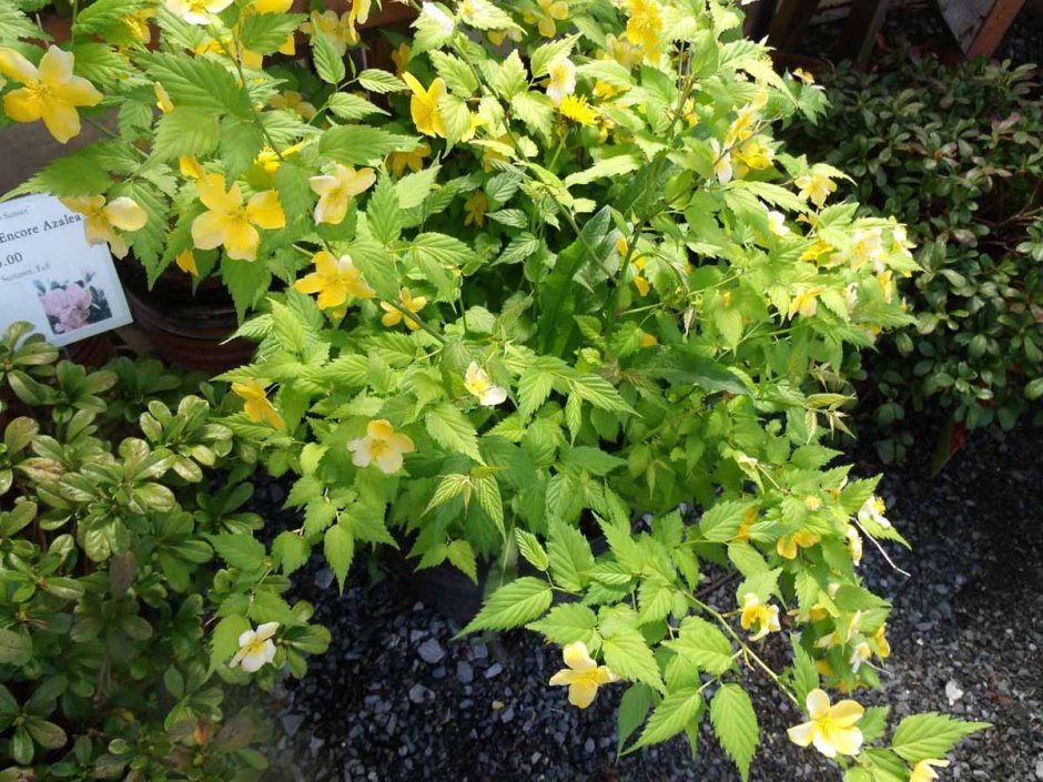 Керрия певица