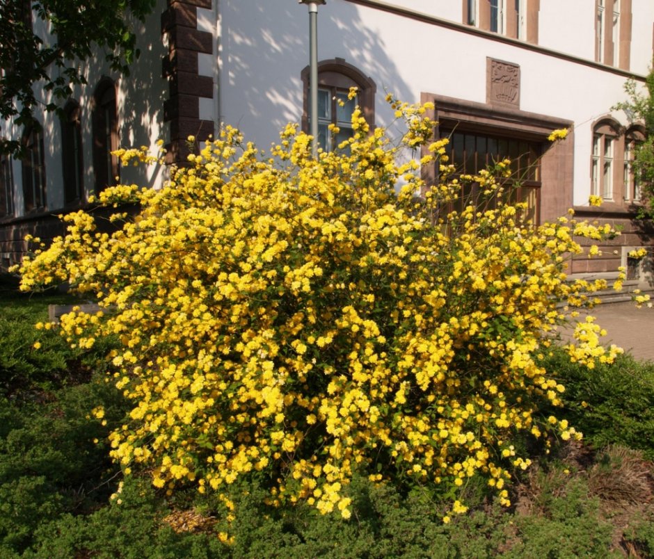 Керрия японская