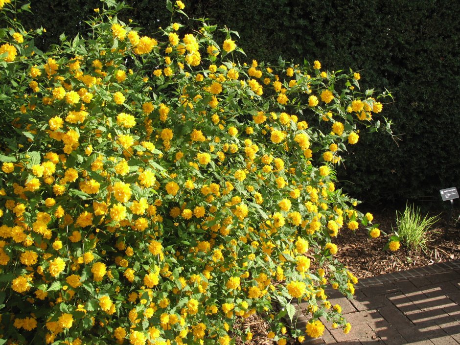 Керрия японская