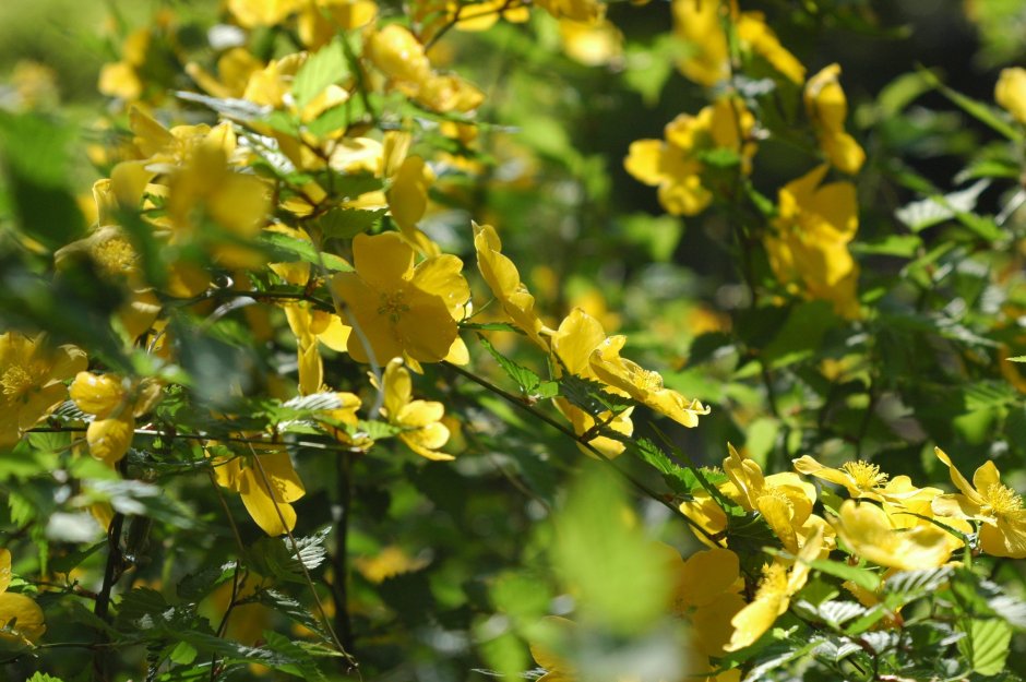 Керрия японская Голден Гвинеа