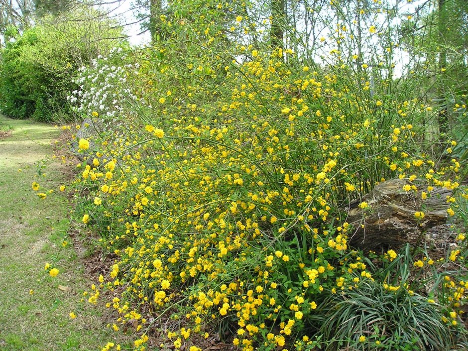 Керрия японская обыкновенная