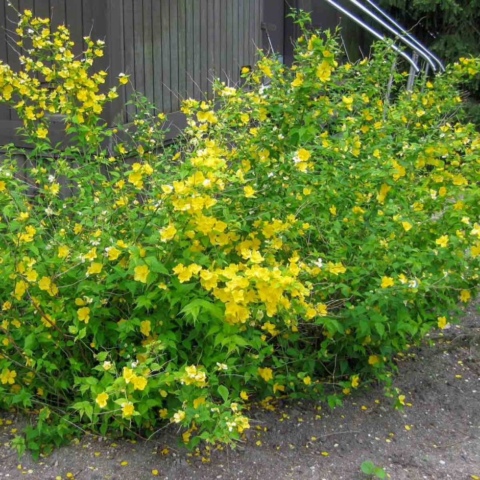 Керрия «японская Голден»