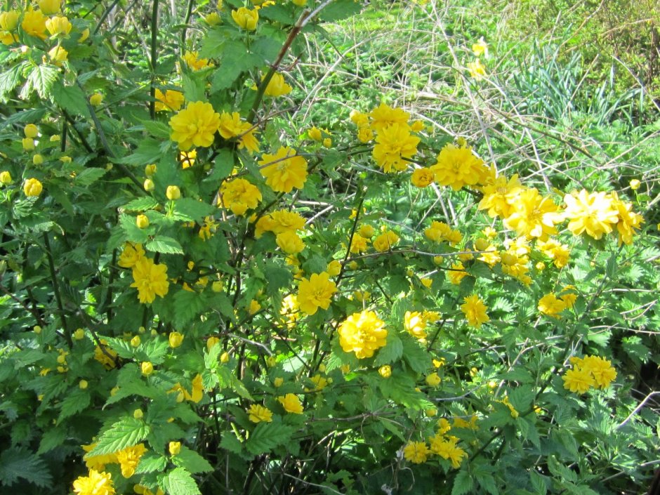 Керрия Ауреовариегата японская