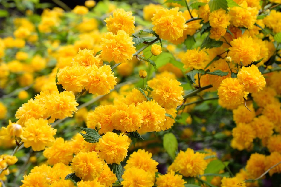 Керрия японская Пленифлора